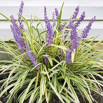 Variegated Liriope