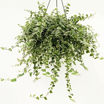 Ficus pumila - 'Variegata' Creeping Fig