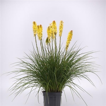 Kniphofia uvaria - 'Glowstick' Red Hot Poker Kniphofia uvaria - 'Glowstick' Red Hot Poker