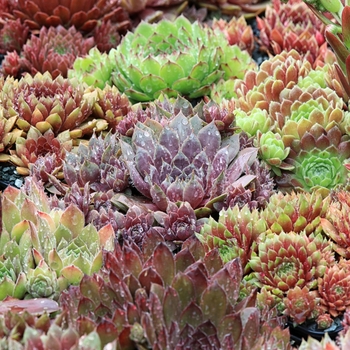 Sempervivum - 'Multiple Varieties' Hens and Chicks