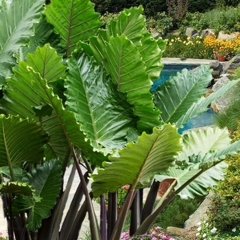 Alocasia x portora - 'Portodora' Upright Elephant Ear