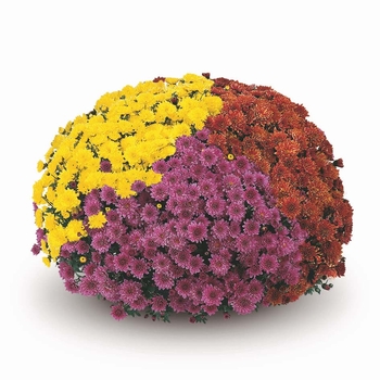 Chrysanthemum Garden Mums 'Multiple Varieties' - Multiple Colors -Mix-