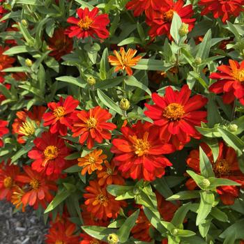 Profusion 'Fire' zinnia Profusion 'Fire' zinnia