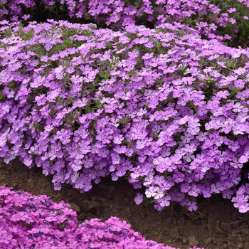 Phlox - Candy Cloud&trade; Lavender