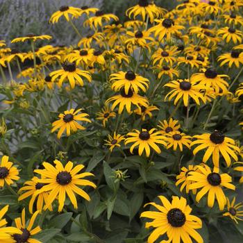 Rudbeckia fulgida var. sulivanttii - 'Goldblitz' Black-Eyed Susan Rudbeckia fulgida var. sulivanttii - 'Goldblitz' Black-Eyed Susan