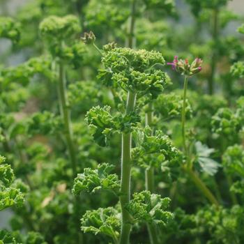 Pelargonium crispum - Scented Geranium Pelargonium crispum - Scented Geranium