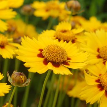 Coreopsis (Tickseed) - 'Tequila Sunrise'