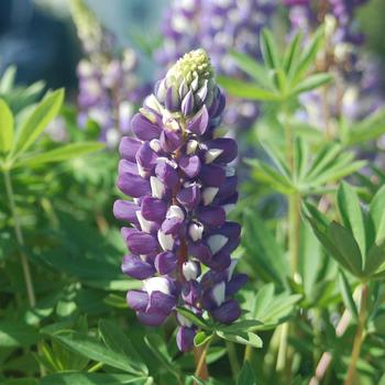 Lupinus polyphyllus - Blue Lupine Lupinus polyphyllus - Blue Lupine