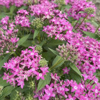 Pentas lanceolata (Star Flower) - Graffiti&reg; 'Lavender Pink'