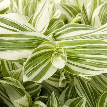 Tradescantia - 'Pistachio White' Inch Plant