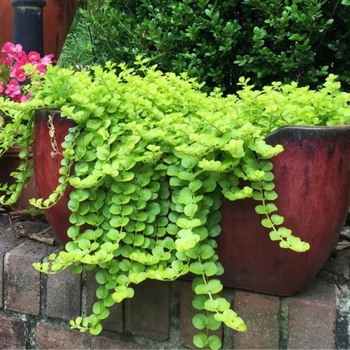Lysimachia nummularia - ''Goldii'' Creeping Jenny Lysimachia nummularia - ''Goldii'' Creeping Jenny