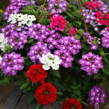 Verbena - Assorted Verbena