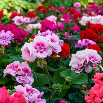 Pelargonium - Assorted Geraniums