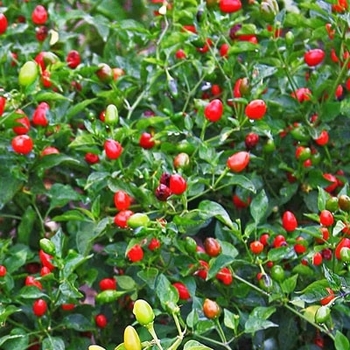 Capsicum annuum - Japanese Pequin Pepper
