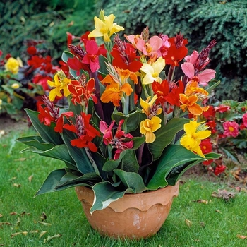 CANNA LILY CANNA LILY