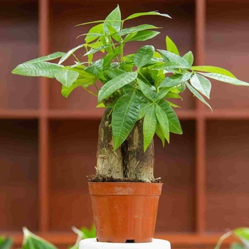Pachira Aquatica - Money Tree Plant Pachira Aquatica - Money Tree Plant