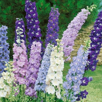 Delphinium elatum - Delphiniums Assorted Delphinium elatum - Delphiniums Assorted