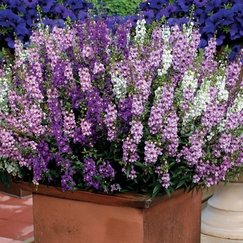 Angelonia angustifolia - Angelonia Assorted 