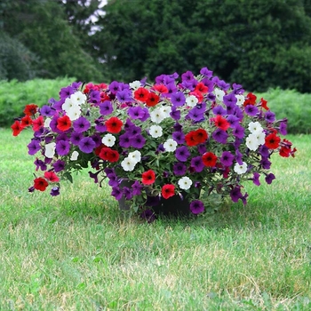 Petunia hybrida 'Easy Wave®' - Wave Petunia Mix Petunia hybrida 'Easy Wave®' - Wave Petunia Mix