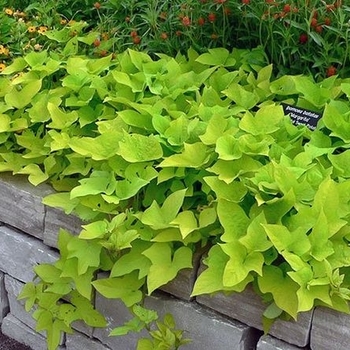 Ipomoea batatas - Sweet Potato Vine Ipomoea batatas - Sweet Potato Vine