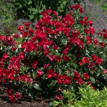 Rosa (Rose) - Scarlet Drift 