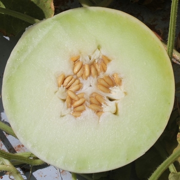  - SANTA FE MELON