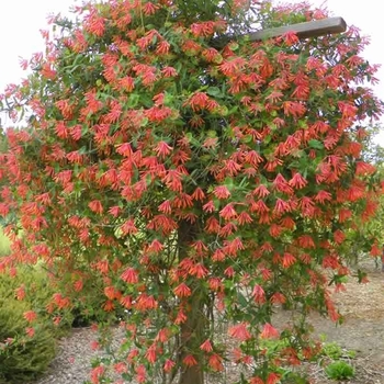 Lonicera - 'Coral' Honeysuckle