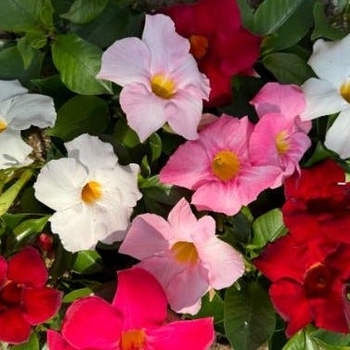 Mandevilla sanderi - 'Multiple Varieties' Mandevilla