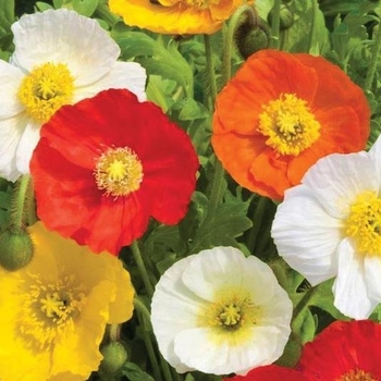 Papaver nudicaule - 'Garden Gnome' Iceland Poppy Papaver nudicaule - 'Garden Gnome' Iceland Poppy