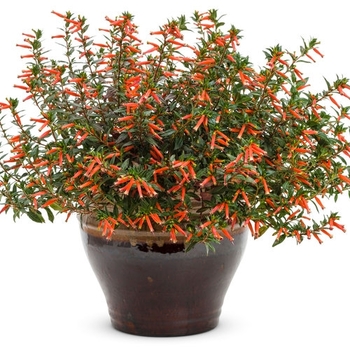 Cuphea - 'Vermillionaire®' Large Firecracker Plant Cuphea - 'Vermillionaire®' Large Firecracker Plant