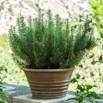 Rosmarinus officinalis - ''Tuscan Blue'' Rosemary