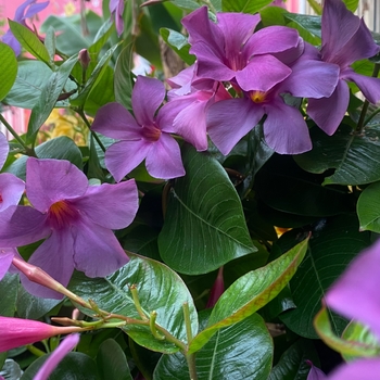 Mandevilla - Sun Parasol&reg; Original XP Bluephoria&trade;