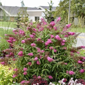 Buddleia davidii (Butterfly Bush) - Monarch&reg; 'Cherry Royale'