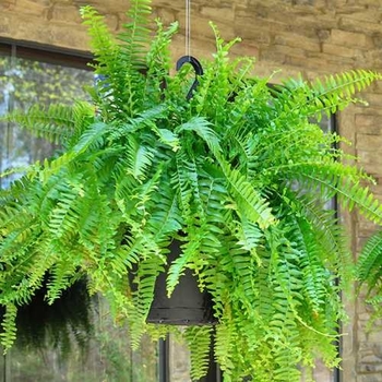 Nephrolepis exaltata - Boston Fern