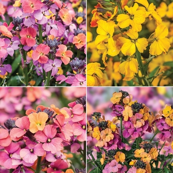 Multiple Varieties - Erysimum (Wallflower) Multiple Varieties - Erysimum (Wallflower)