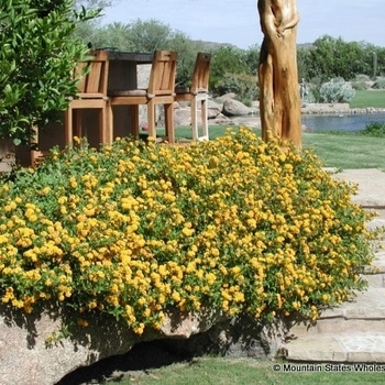 'New Gold' Lantana