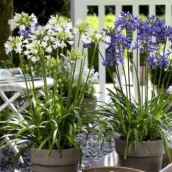 Agapanthus (African Lily) - Agapanthus 