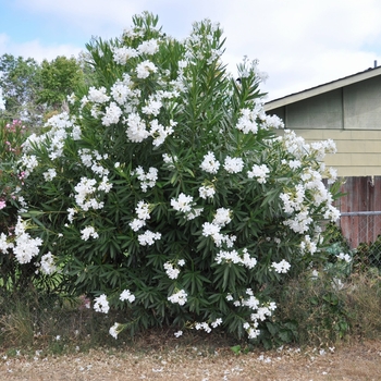 Nerium oleander - White Oleander