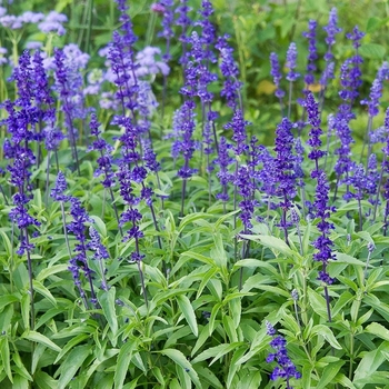 Salvia farinacea - Victoria Blue Salvia Salvia farinacea - Victoria Blue Salvia