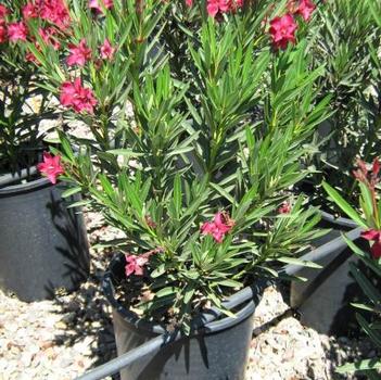 Nerium oleander - Red Oleander