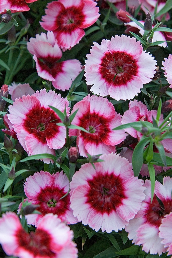 Pinks - Dianthus chinensis 'Super Parfait Raspberry' from Wilson Farms Inc