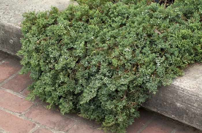 'Wiltonii' Blue Rug Juniper - Juniperus horizontalis from Wilson Farms Inc