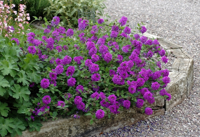 'Homestead Purple' - Verbena canadensis from Wilson Farms Inc