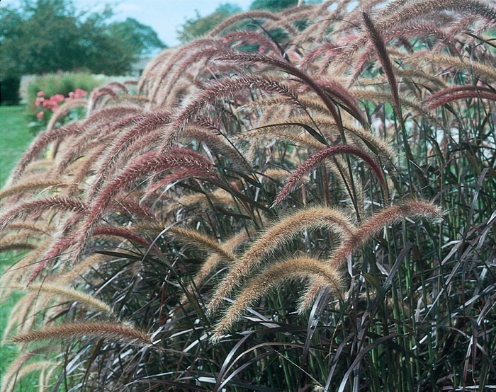 Purple Fountain Grass - Pennisetum setaceum 'Rubrum' from Wilson Farms Inc