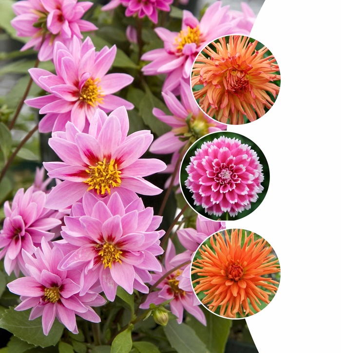 Dahlia (Assorted) - Dahlia from Wilson Farms Inc