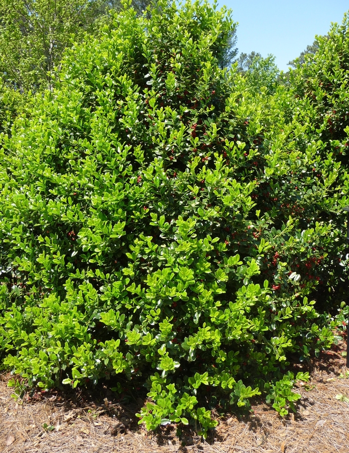 Burford Holly - Ilex cornuta 'Burfordii Nana' from Wilson Farms Inc