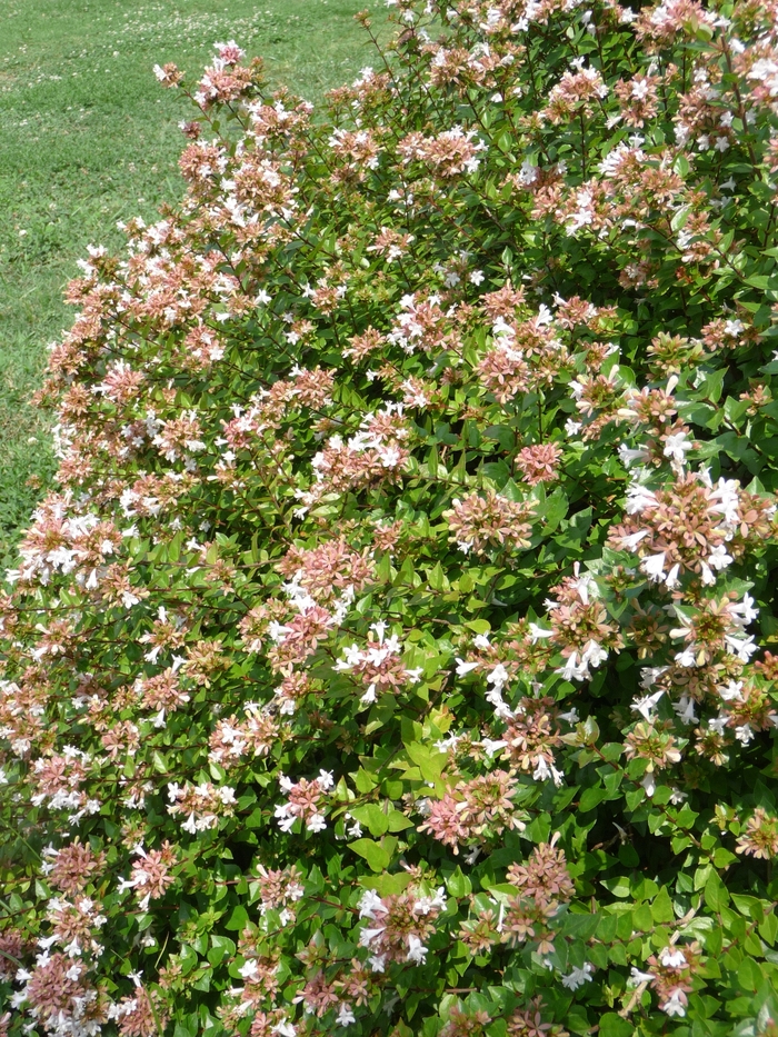 Rose Creek Glossy Abelia - Abelia x grandiflora 'Rose Creek' from Wilson Farms Inc