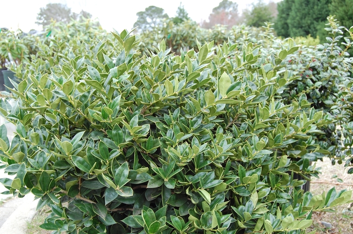 Carissa Holly - Ilex cornuta ''Carissa'' from Wilson Farms Inc