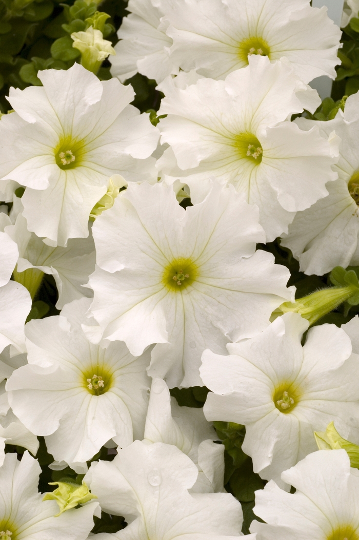 Petunia - Petunia hybrida 'Dreams White' from Wilson Farms Inc