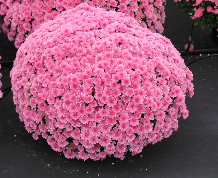 ''Wanda&trade; Lavender'' Garden Mum - Chrysanthemum x morifolium from Wilson Farms Inc